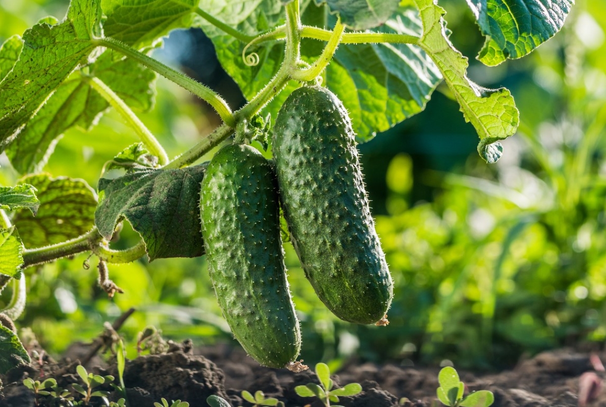 Two cucumbers hanging on cucumber plant in garden.