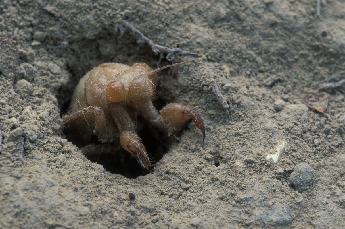 Cicada larva is coming out of a hole in the soil.