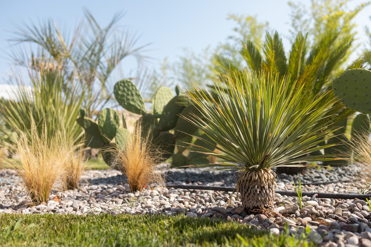 Palms and cacti are growing in a rock garden.