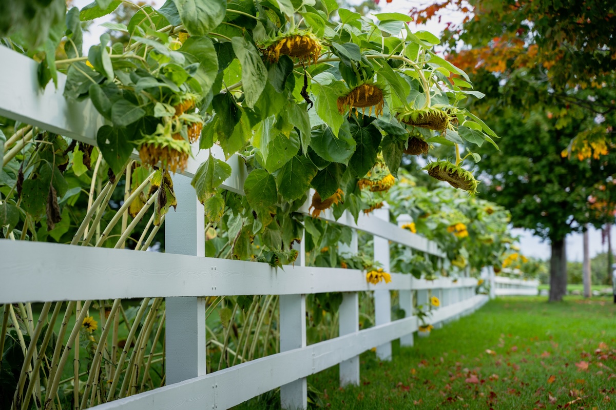A group of drooping sunflowers hanging over a white residential fence.
