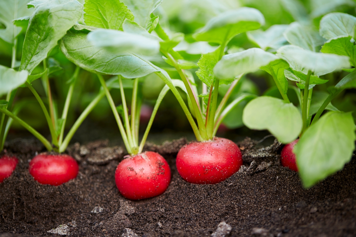 Small red globe radishes growing in soil.
