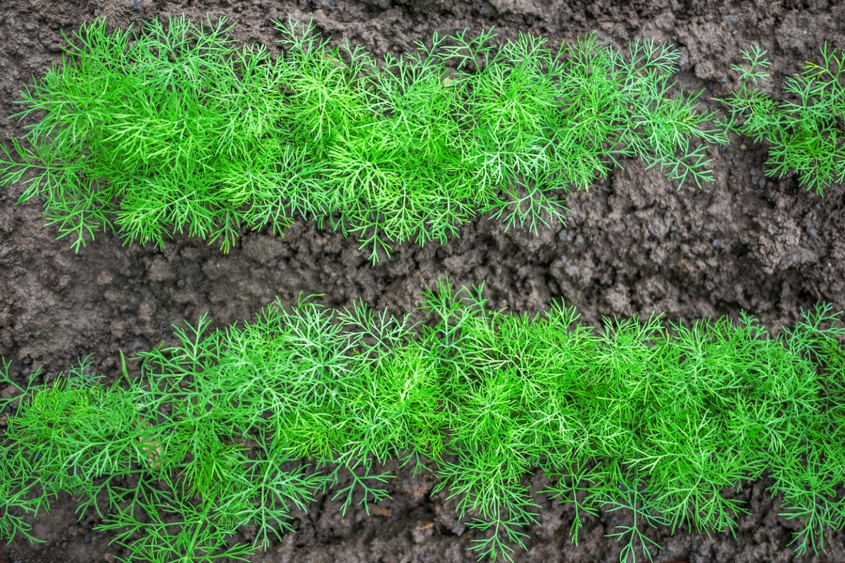 Two rows of dill plants in the garden.