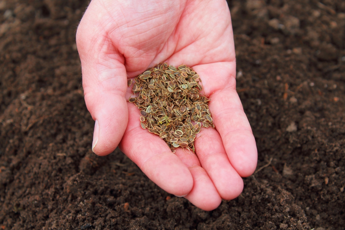 Many dill seeds held in a gardener's hand near dark soil.