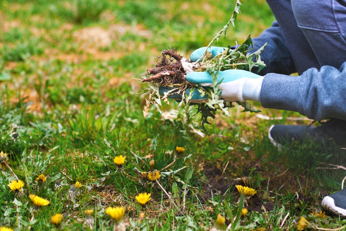 A person with gloves is holding dandelion weeds in their hand.