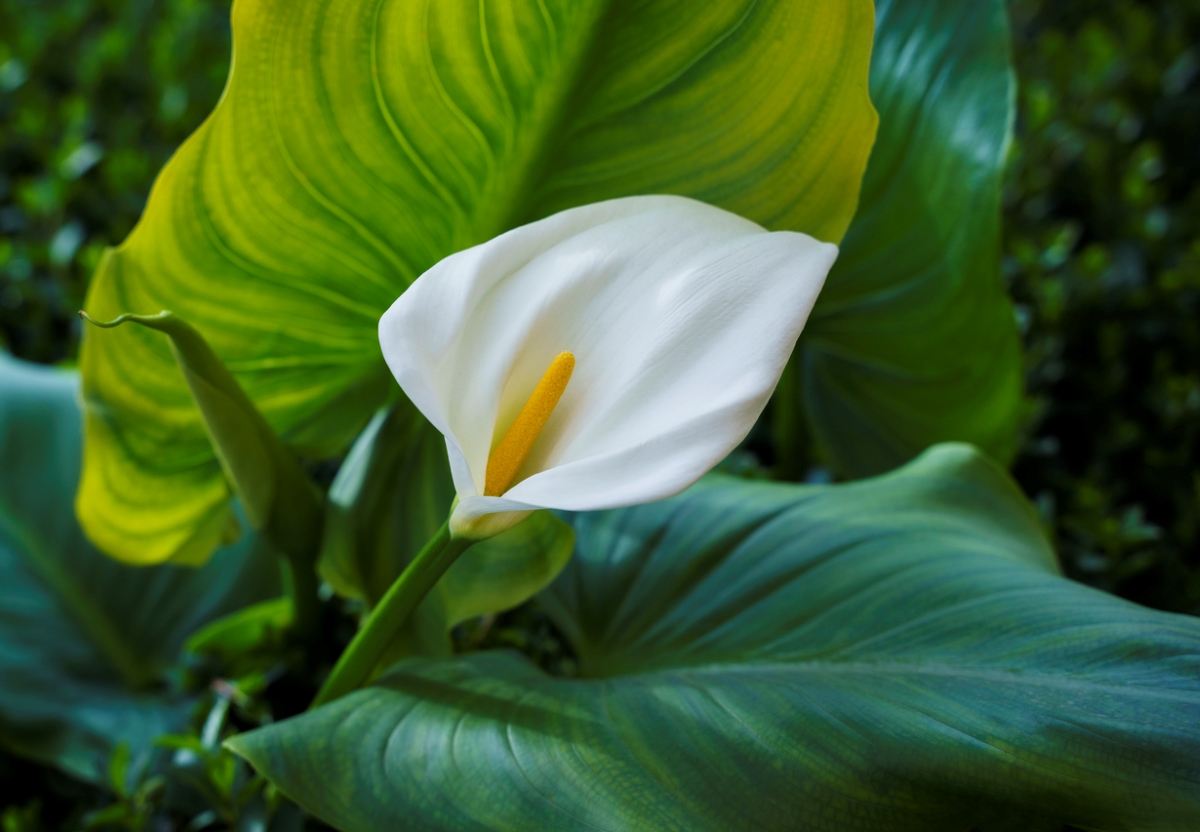 A single Calla Lily flower.