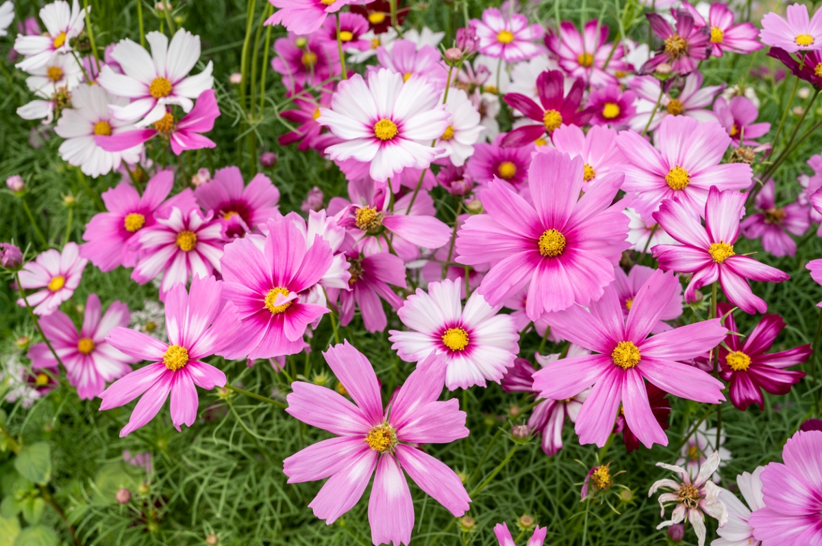 A flower field of pink and white cosmos flowers.