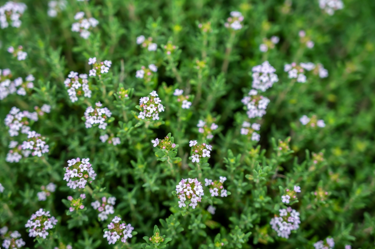 Garden plant with dainty small flowers.