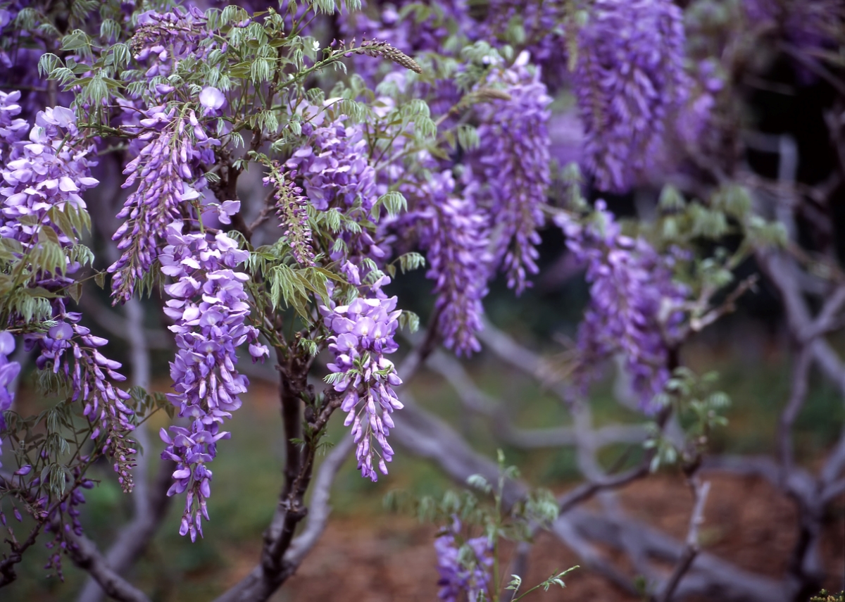 Wisteria tree with purple hanging blooms.