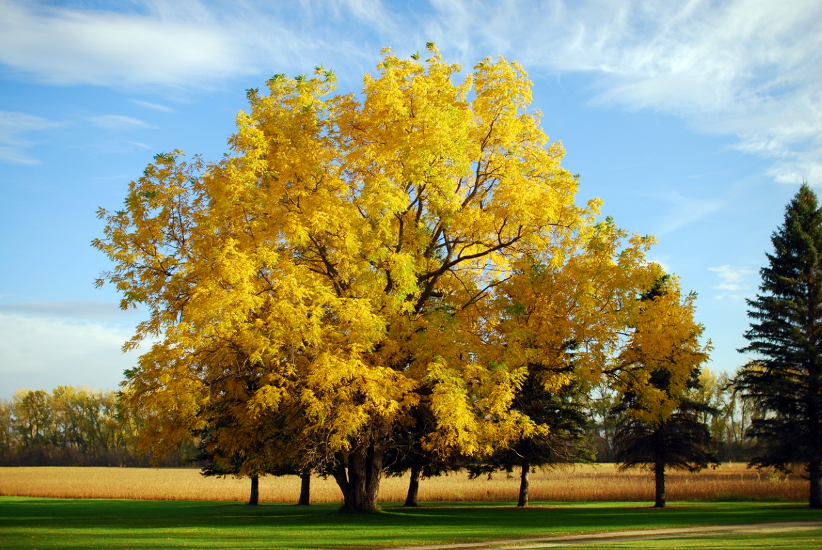 A large black walnut tree with yellow leaves growing in a field.