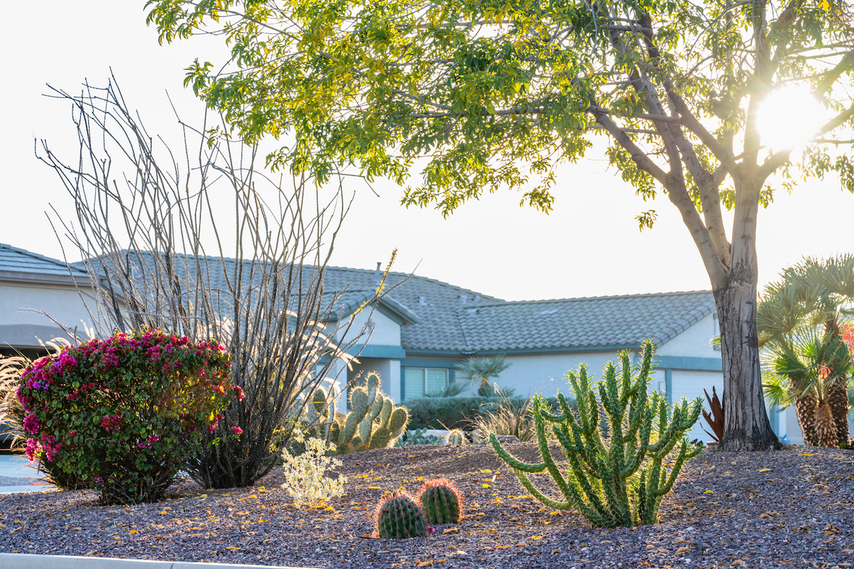 A home has a xeriscape front yards with cacti.