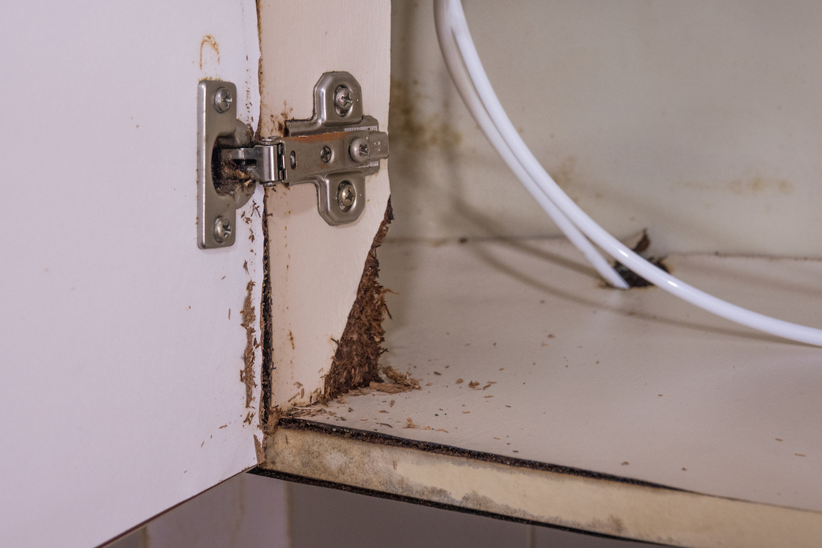 A kitchen cabinet underneath a sink is rotten due to a water leak.