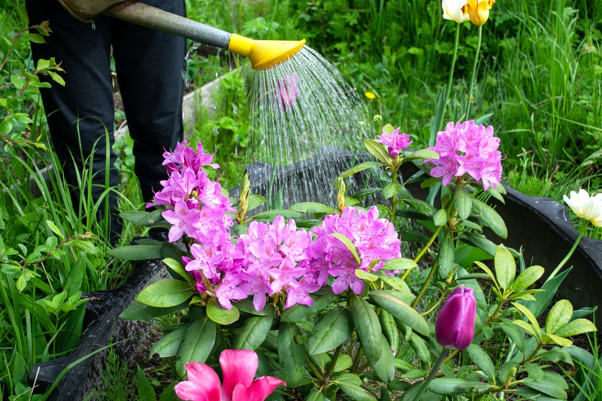 A gardener watering pink flowering plant in garden.