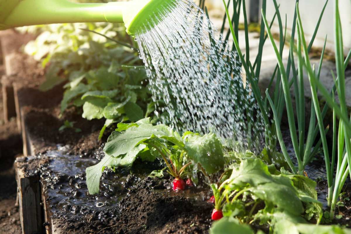 Using a water can to water radishes growing in garden.