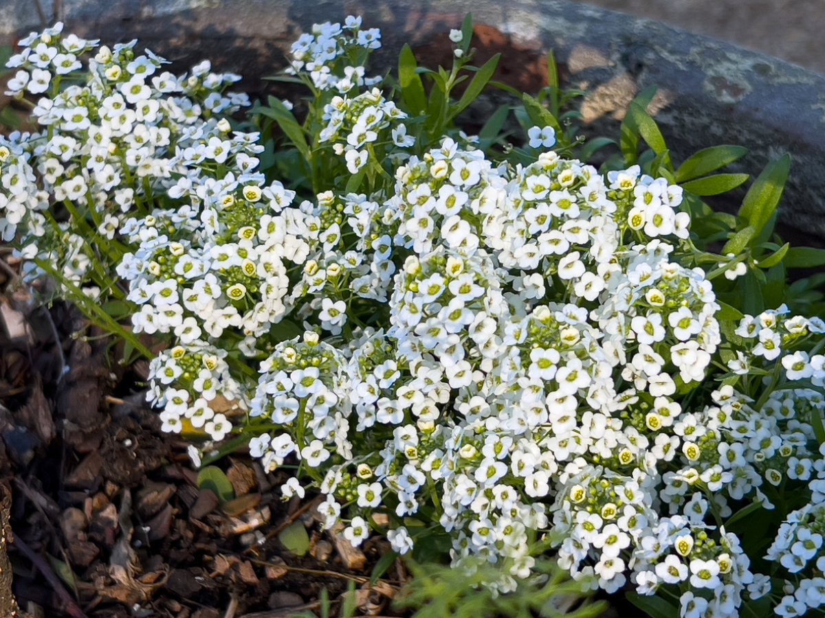 Plant with clusters of small white flowers.