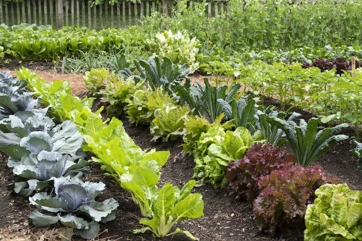 An organized vegetable garden layout in a suburban backyard.