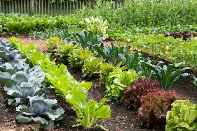 An organized vegetable garden layout in a suburban backyard.