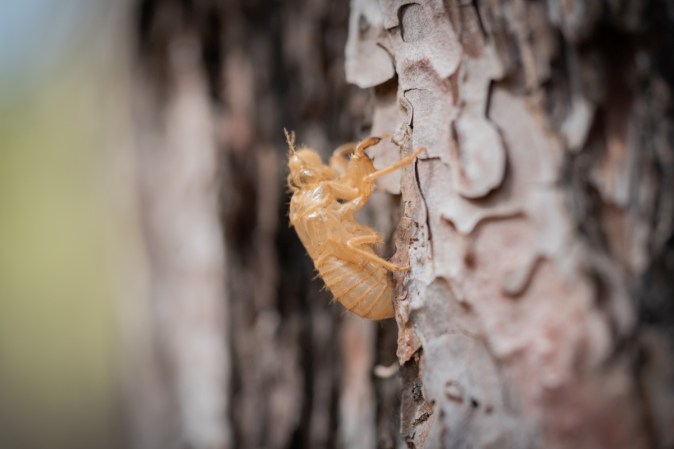 A close up view of a dry cicada shell.