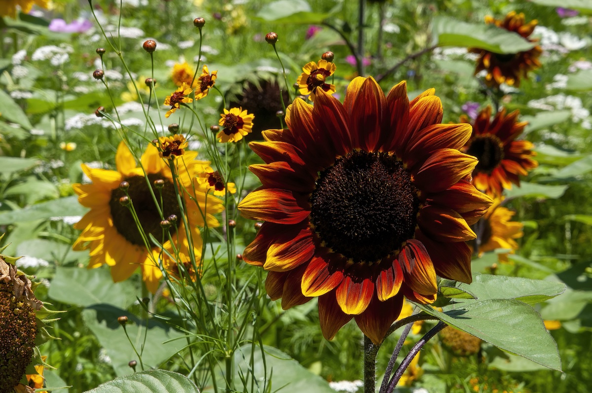 Tall red and yellow sunflower varieties growing in a home garden.