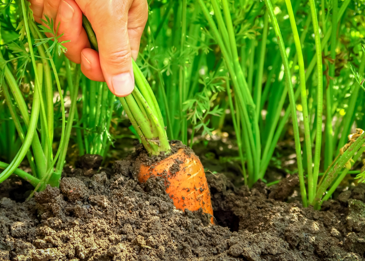 A hand pulling a carrot from garden.