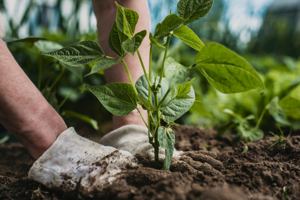 A gardener with gloved hands is pressing the soil around a vegetable plant.