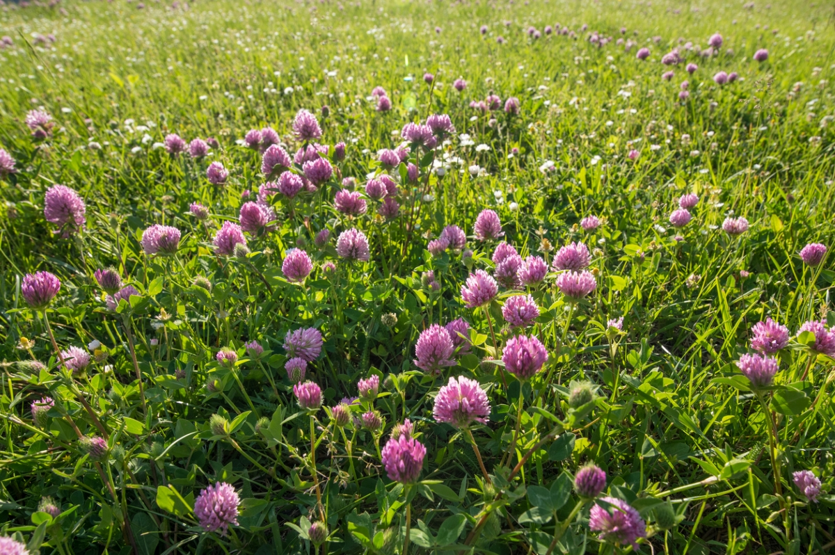 Red clover lawn.
