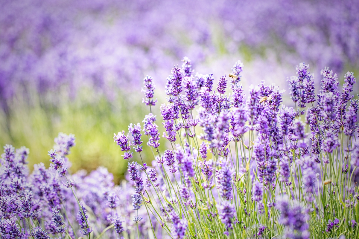 A field of purple lavender blooms.
