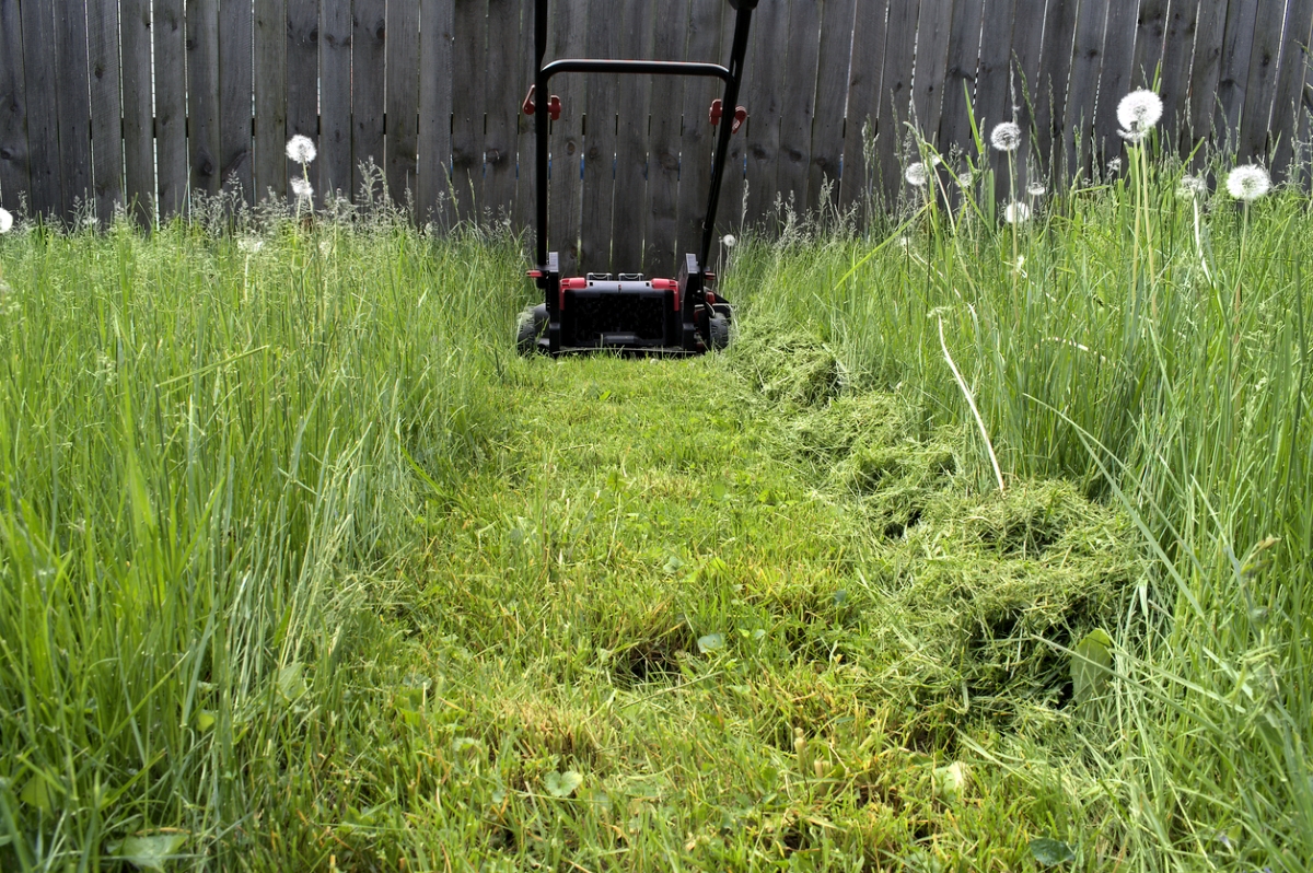 Lawn mower used to mow overgrown grass.