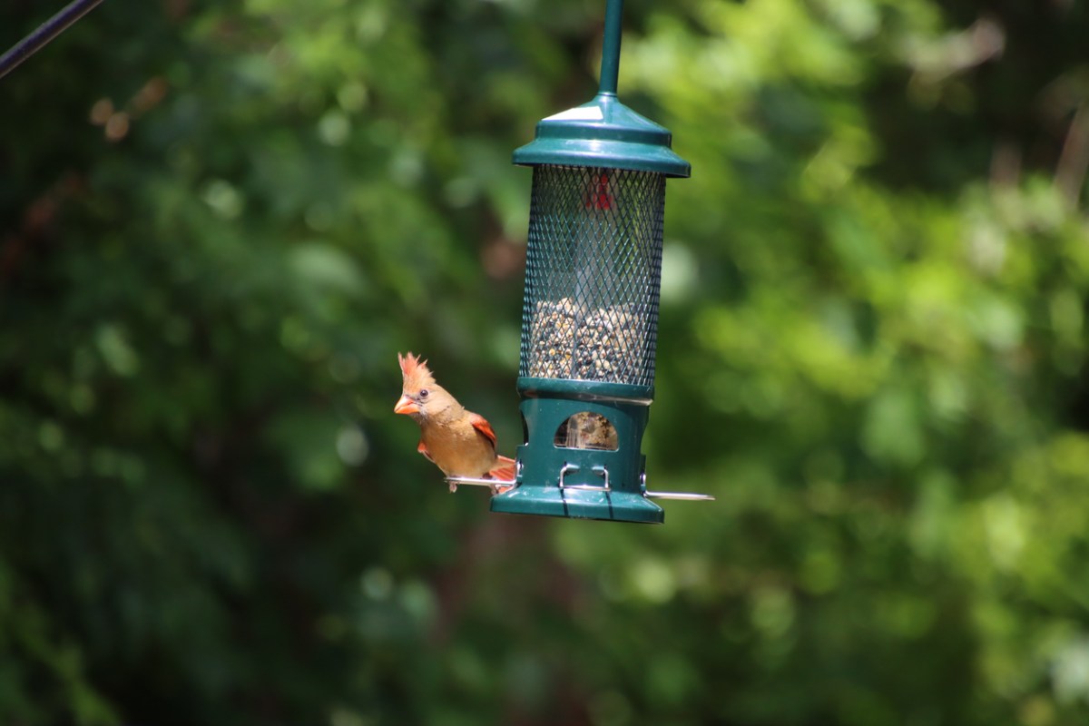 Female cardinal songbird bird perched on metal backyard feeder with leafy green trees in background.