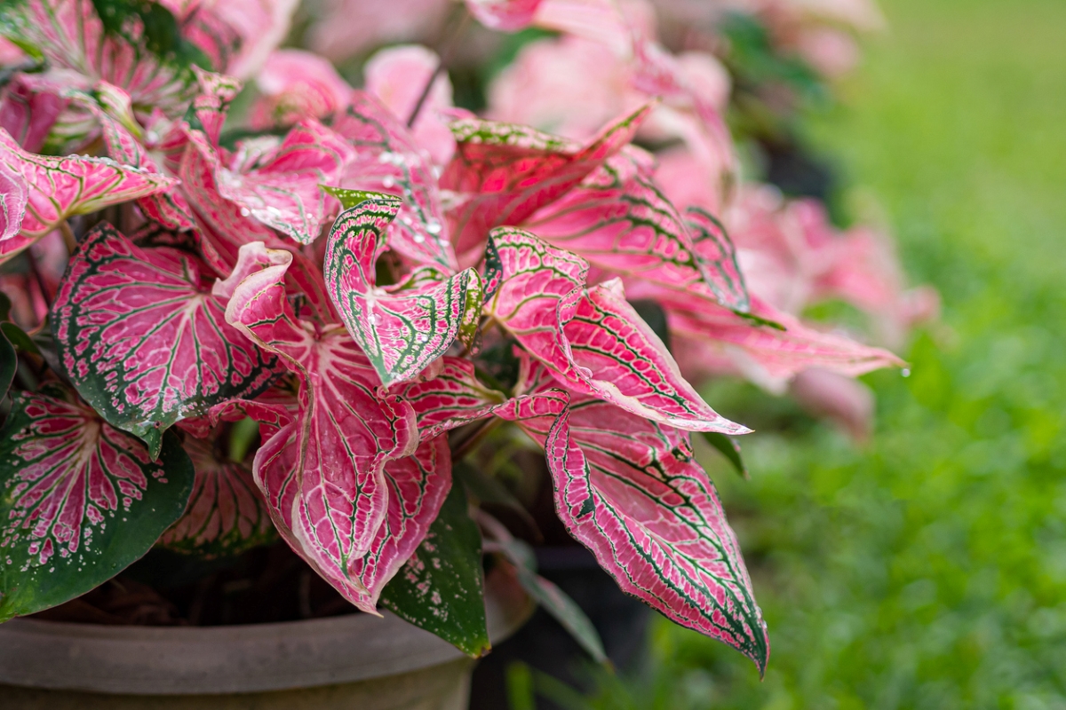 A potted plant with large pink and green leaves.
