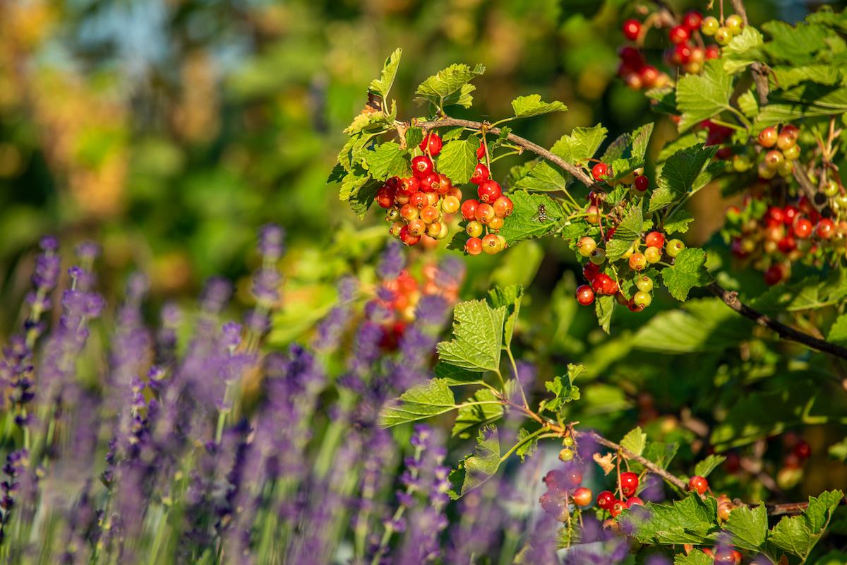 A lavender plant is growing next to a shrub of red currants.