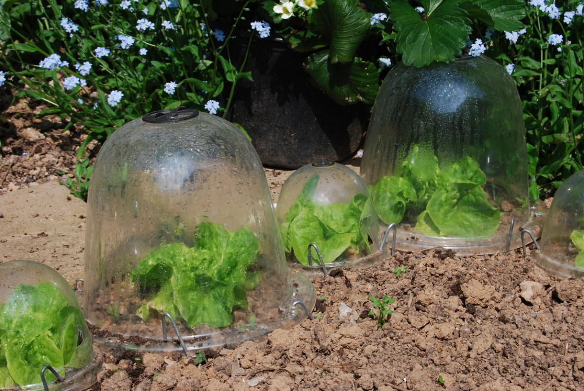 Garden-plants-are-protected-by-clear-cloches.