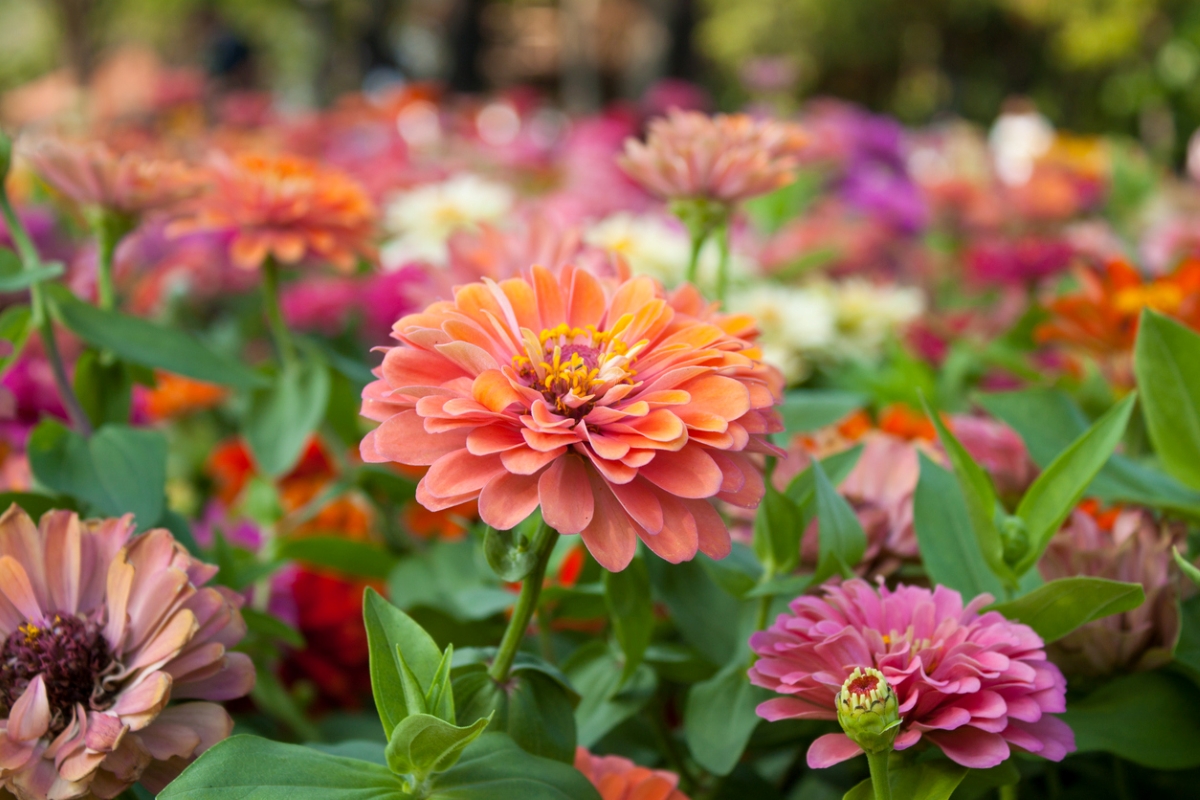 A field of zinnia flowers of various colors.