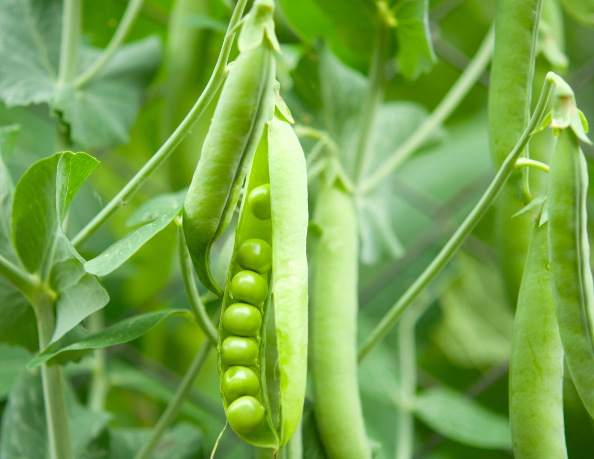 Pea plant with peas pods growing in garden.