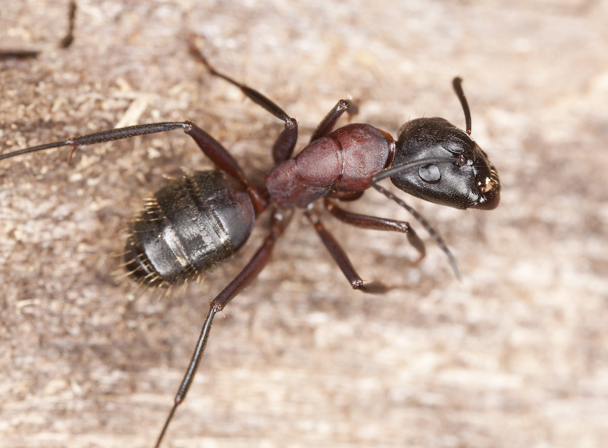 A single carpenter ant is characterized by black and dark red coloring.