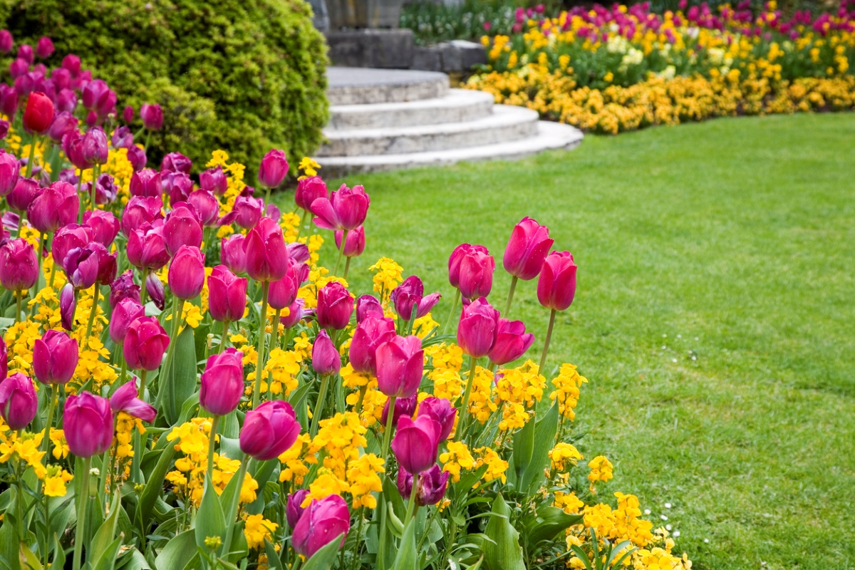 Yard landscape full of bright tulip flowers.