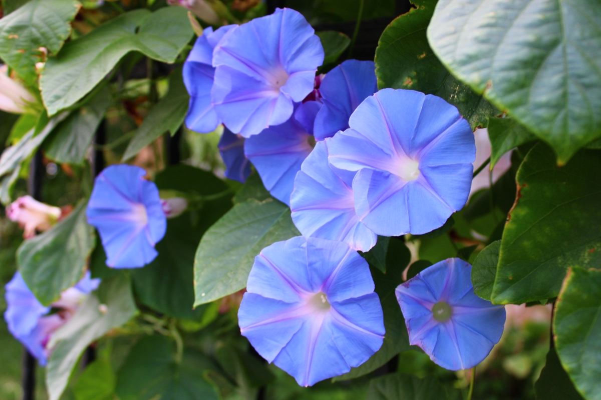 A group of purple morning glory blooms on green vines.