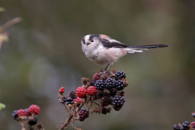 A Long-tailed Tit is standing on a branch of blackberries.