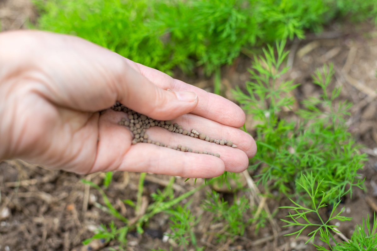 A gardener's hand with plant fertilizer is sprinkled among young dill plants in the garden.