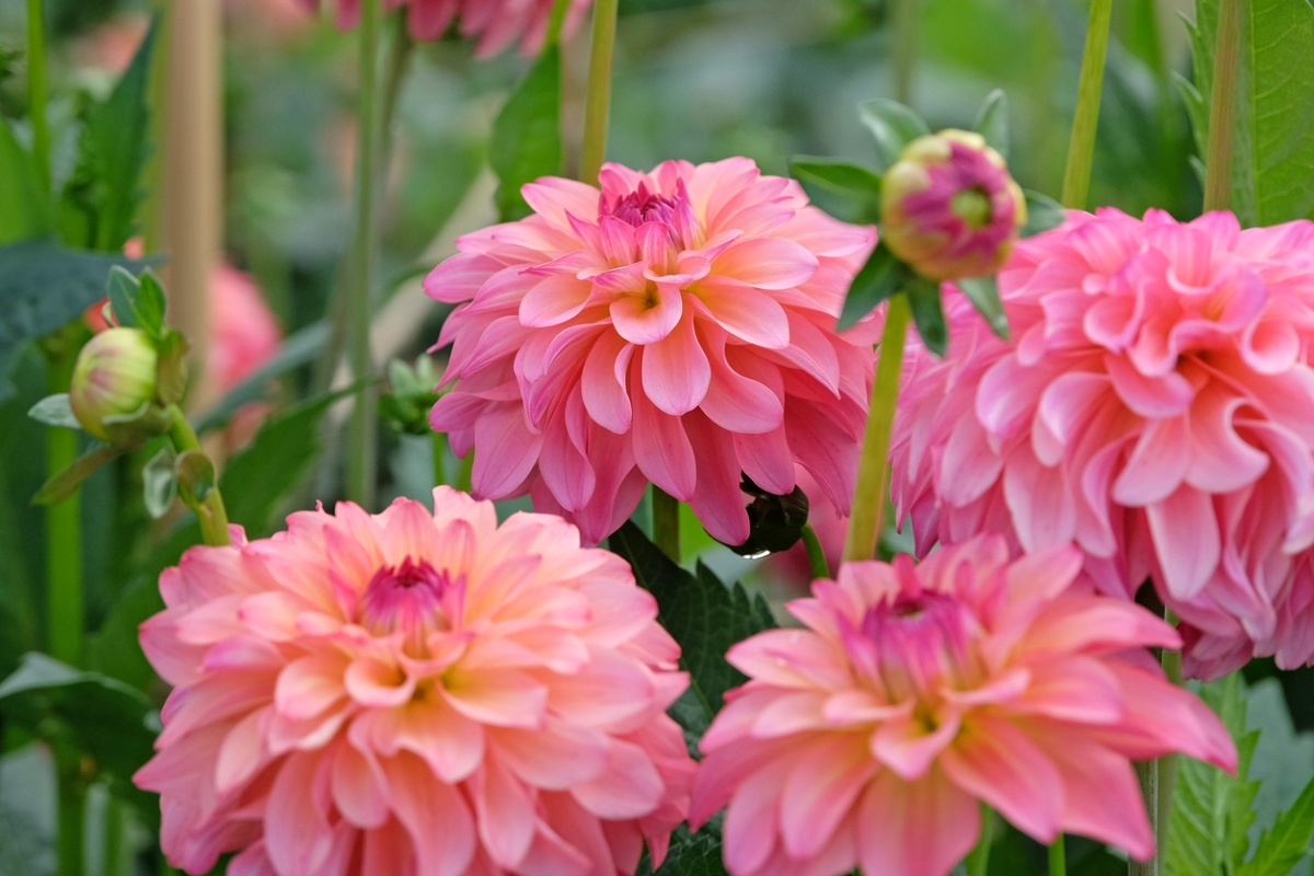 Large, pink and round Dahlia flowers in garden.
