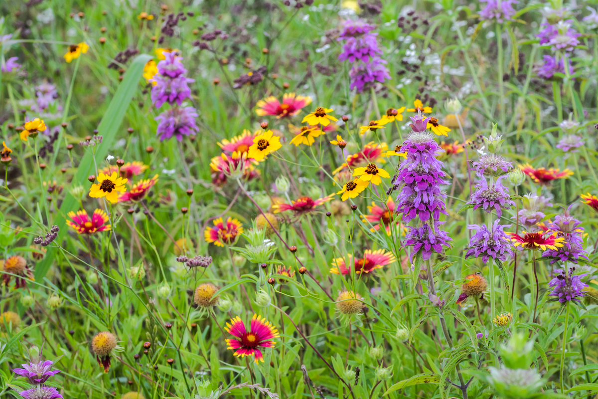 Yellow, red, and purple wildflowers are scattered across the grass.