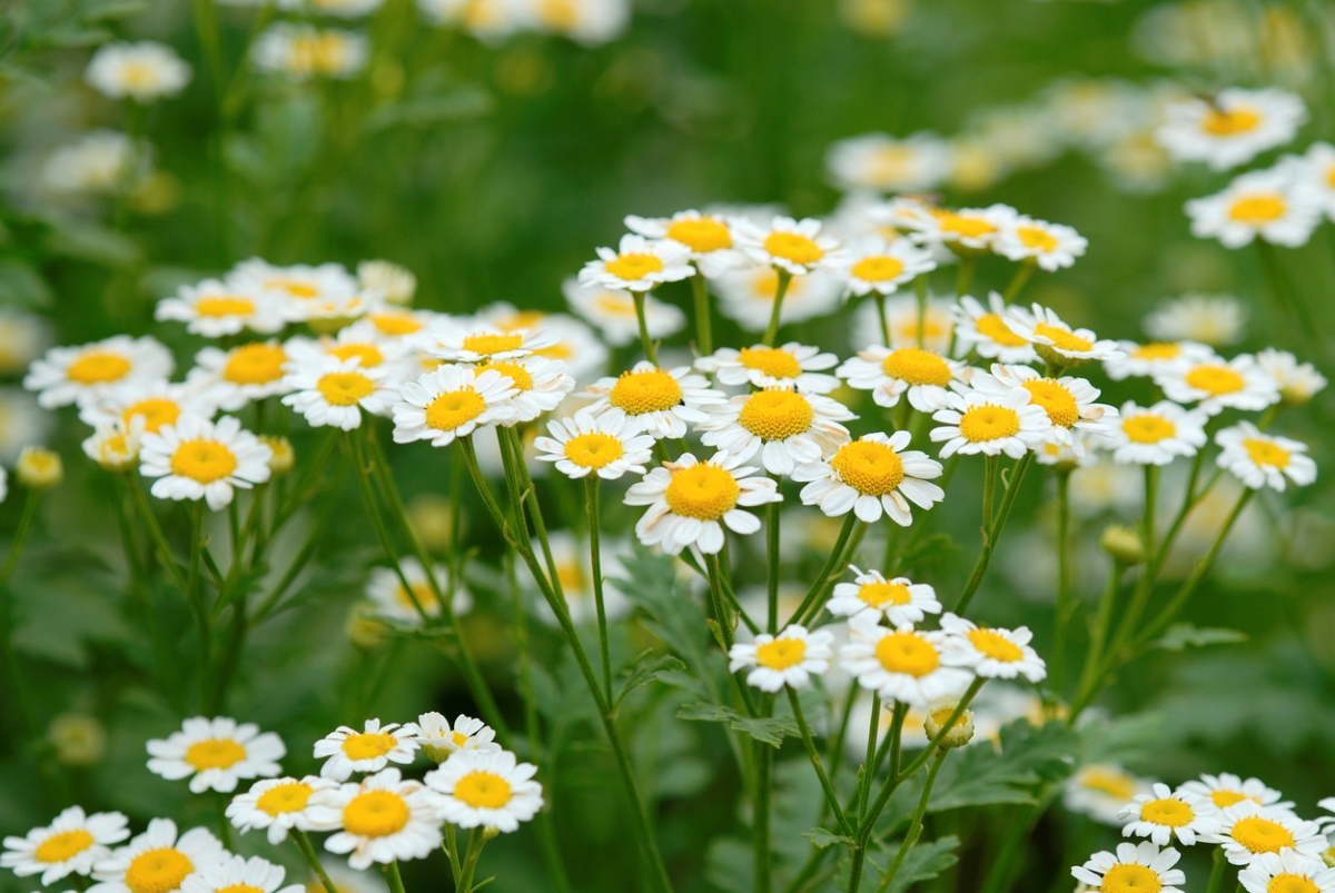Many white chamomile flowers with yellow centers.