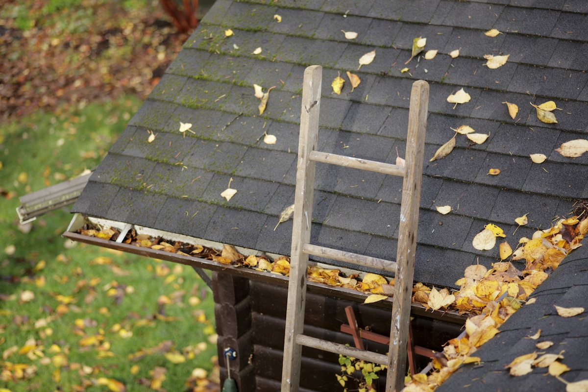 A ladder leaning against an asphalt shingle roof with leaves.