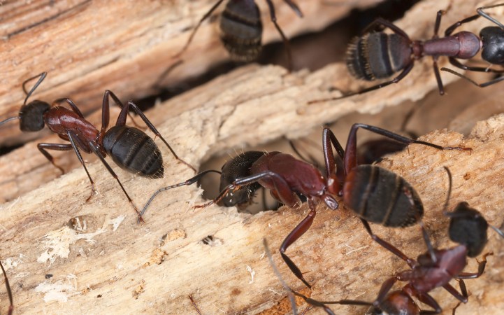 A group of carpenter ants are moving across a damaged piece of wood.