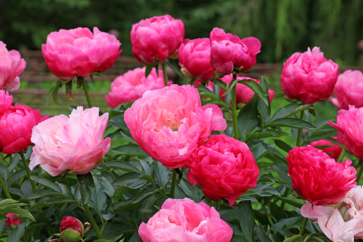 Bright pink peonies in garden.