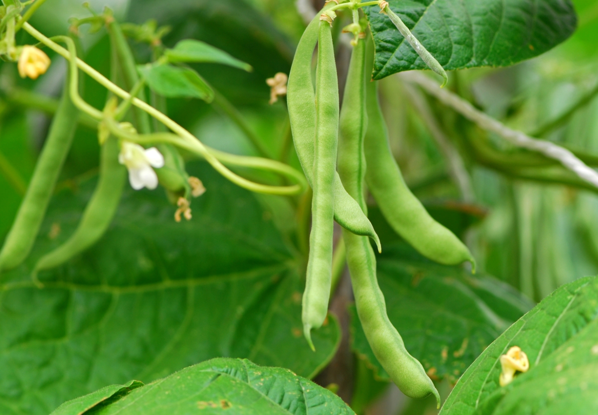 Green bean plant with climbing vines and bean pods.