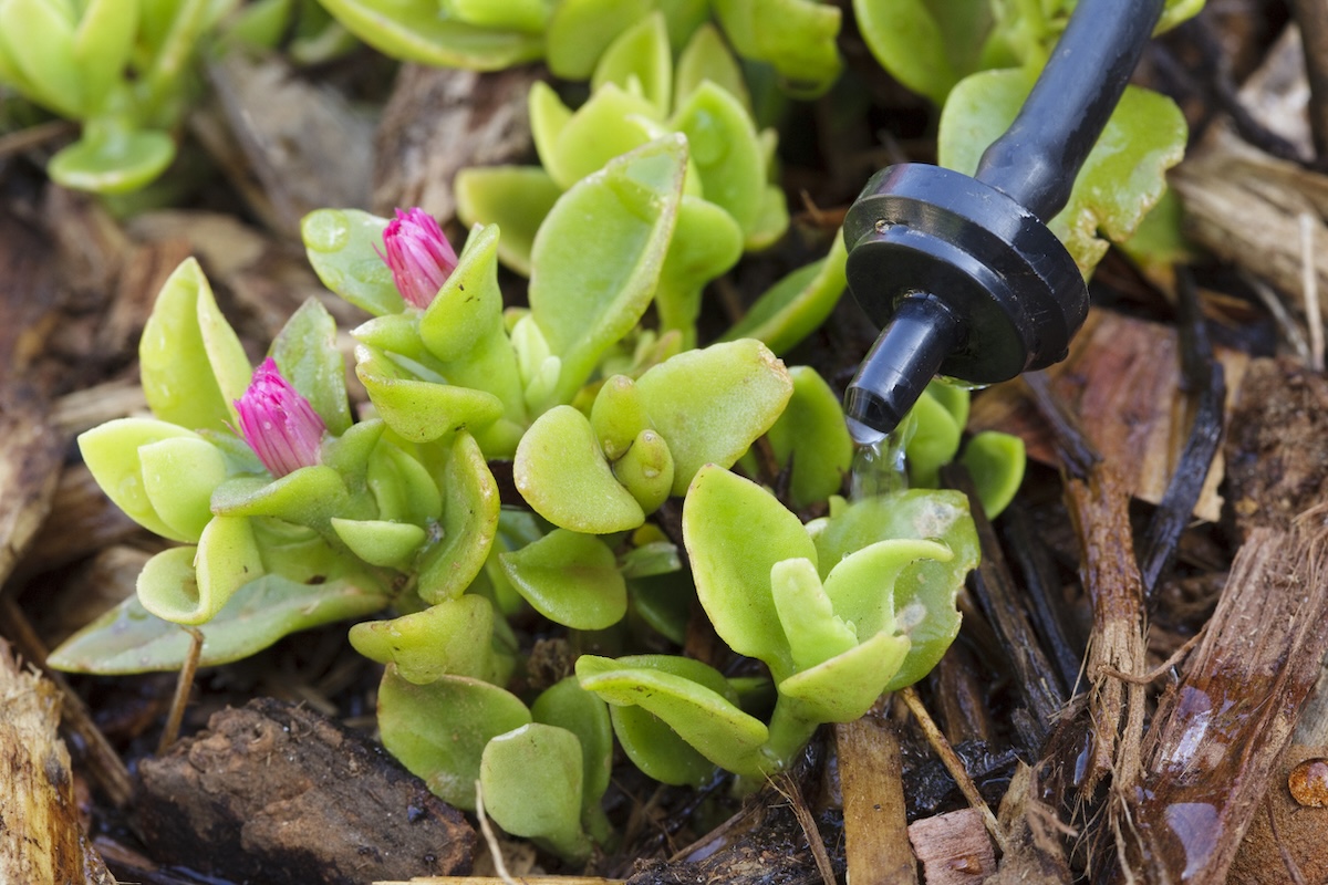 A drip irrigation system watering a small flowering plant in a xeriscape home landscape.