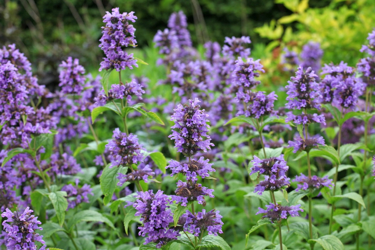 Purple hyssop flowers.