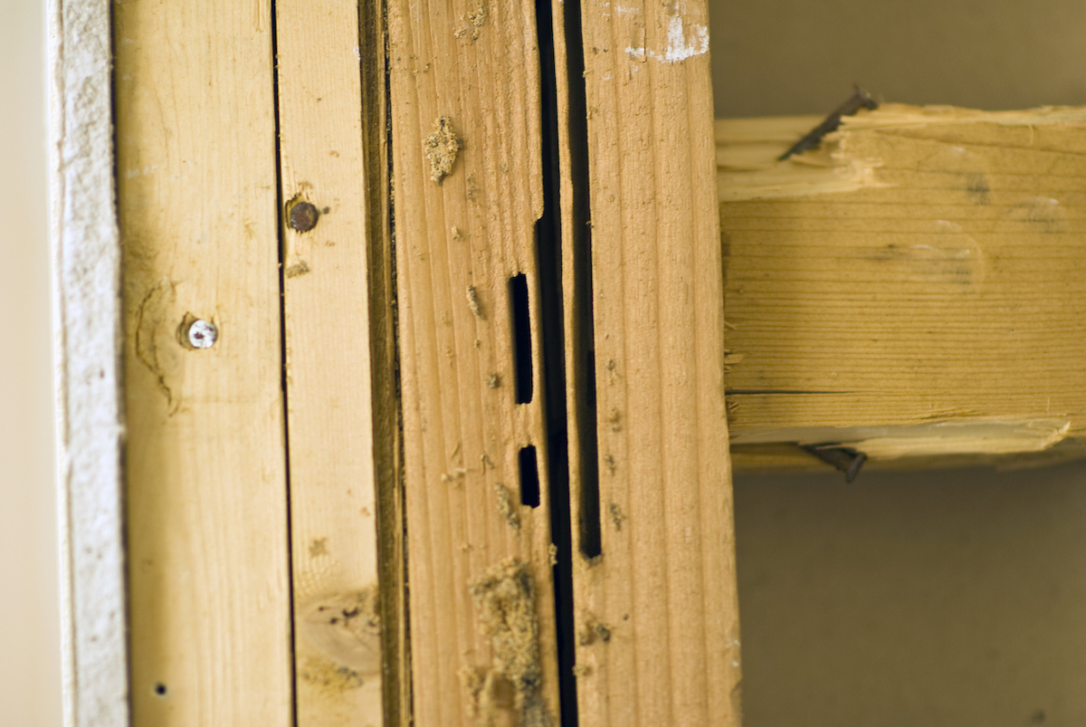 Carpenter ant frass on damaged wood inside of a bathroom wall indicate an infestation.