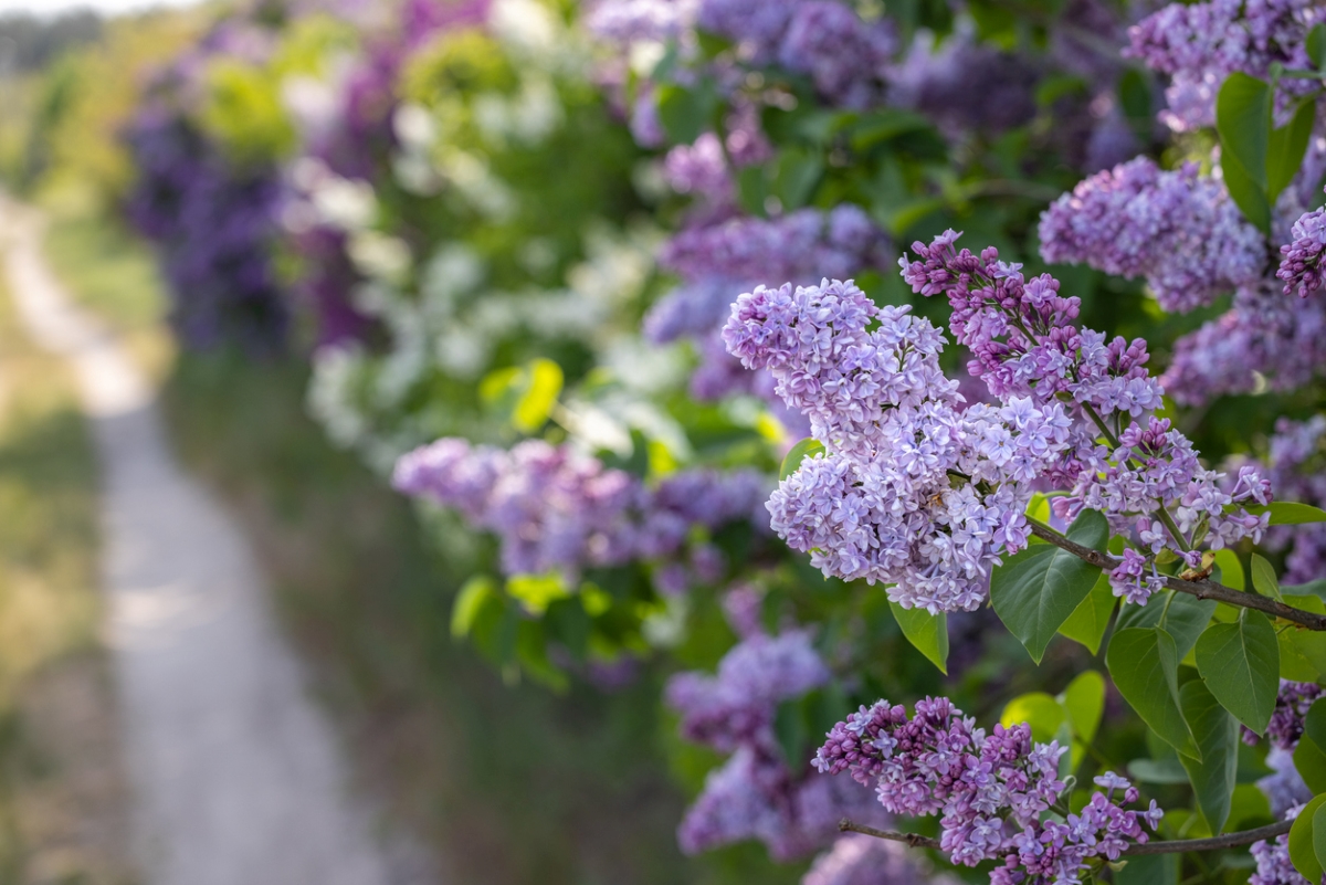 Purple lilac flower bushes with soft background.