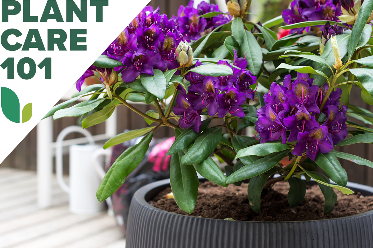 A potted rhododendron plant with a graphic overlay that says Plant Care 101.